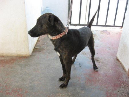 K9 Tenerife