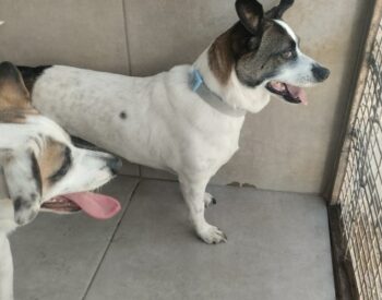 Clem & Loba