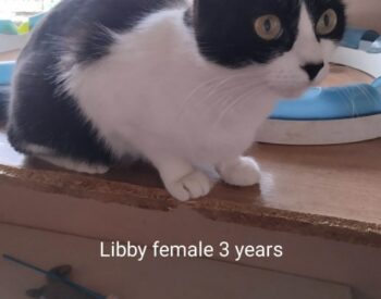 Libby