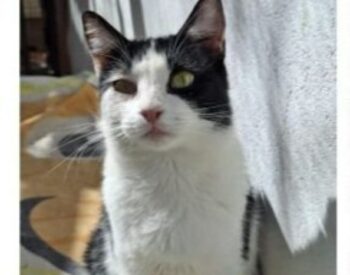Abogado