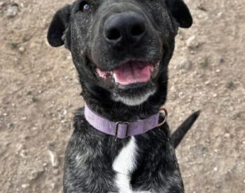 Nala